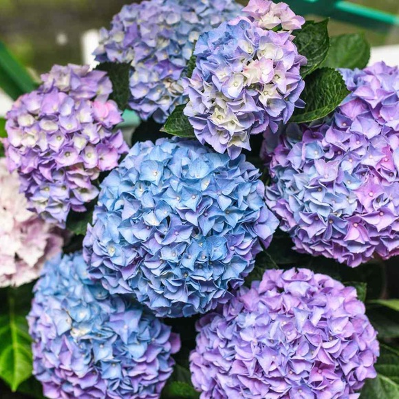 Meet your Posher, Rae - Picture 1 of 1